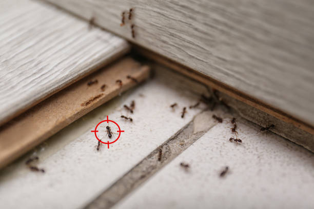 Best Residential Pest Control  in Pocatello, ID