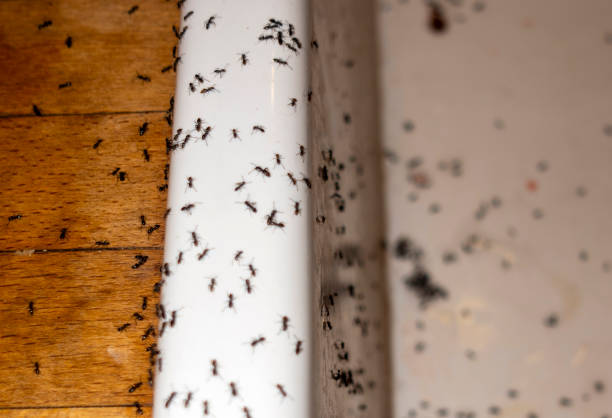 Insect Control in Pocatello, ID
