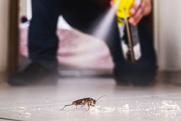 Wasp Removal Services in Pocatello, ID
