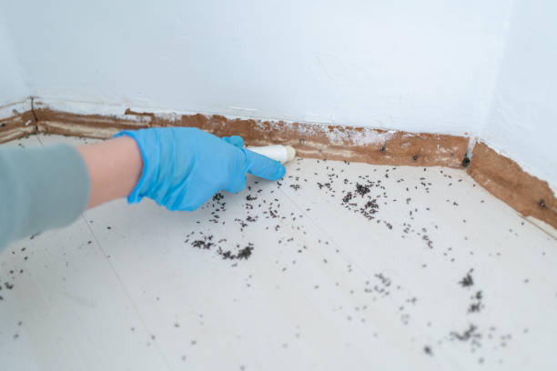 Best Pest Control for Homes  in Pocatello, ID